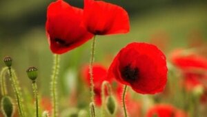 Den høye valmue-syndromet: Problemet med å være høypresterende på jobb