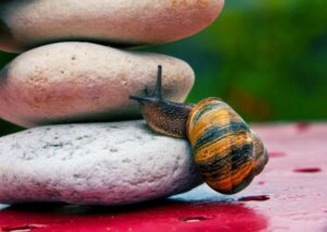 Albert Banduras teori om mestringstro