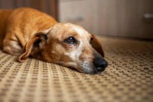I likhet med mennesker sørger hunder når noen dør, hevder nyere forskning