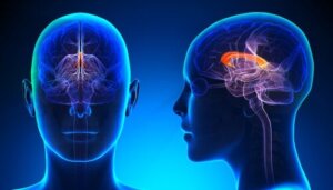 Alt om Corpus callosum