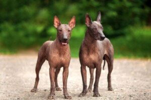 Xoloitzcuintle: Den aztekiske hunden som ledet sjeler til underverdenen