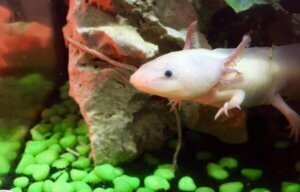 Maya-legenden om axolotlen