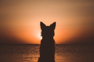 Hvordan takle tapet av hunden din