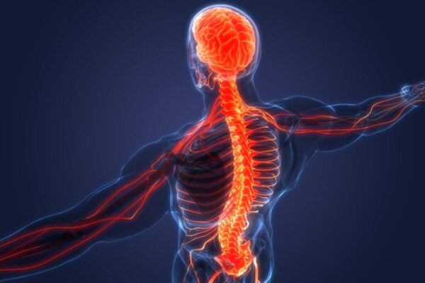 Det sympatiske og det parasympatiske nervesystemet