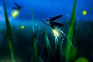 Ildflue-metaforen: Vær et lys i mørket