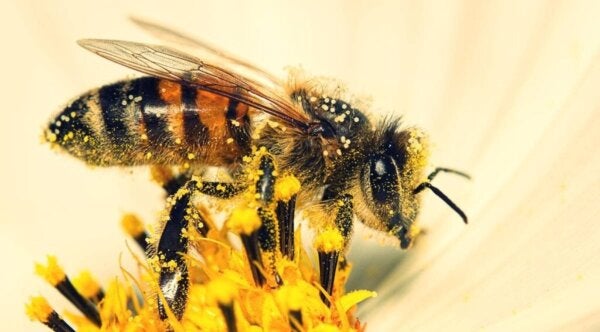 Bier kan regne, hevder forskning