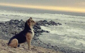 Historien om Vaguito, den peruanske Hachiko