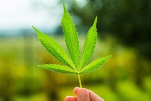 Avliving av en kuriøs myte om marihuana