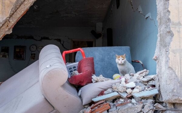 Enkaz, katten som ble reddet i jordskjelvet i Tyrkia
