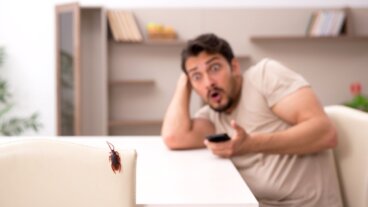 Hvorfor blatofobi oppstår og hvordan man kan overvinne denne frykten for kakerlakker