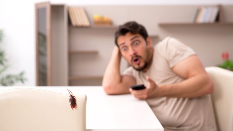 Hvorfor blatofobi oppstår og hvordan man kan overvinne denne frykten for kakerlakker