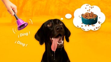 Hva en betinget stimulus er, karakteristikker og eksempler