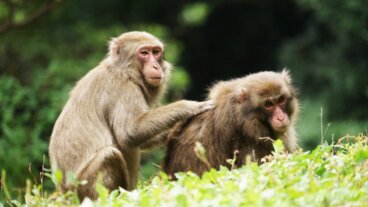 Forskere oppdager at det ikke finnes noe overlegent kjønn, «i naturen vinner ikke alltid 'alfahannen'»